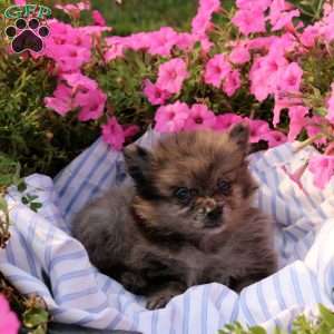 Abby, Pomeranian Puppy